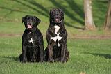 CANE CORSO 1354